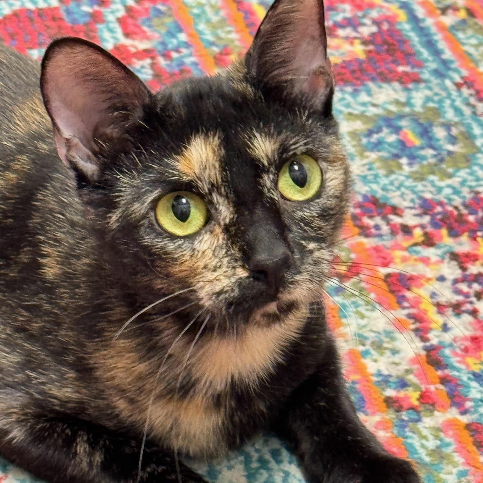 Lydia, Adoptable, Young Female Domestic Short Hair.