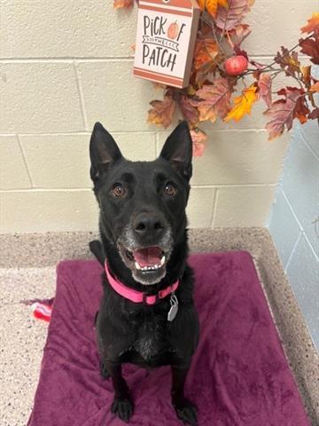 SKY, Adoptable, Adult Female German Shepherd Dog & Mixed Breed.