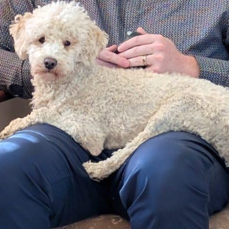 Enlarge Kenny, an adopted Mixed Breed in Morden, MB image 4/5