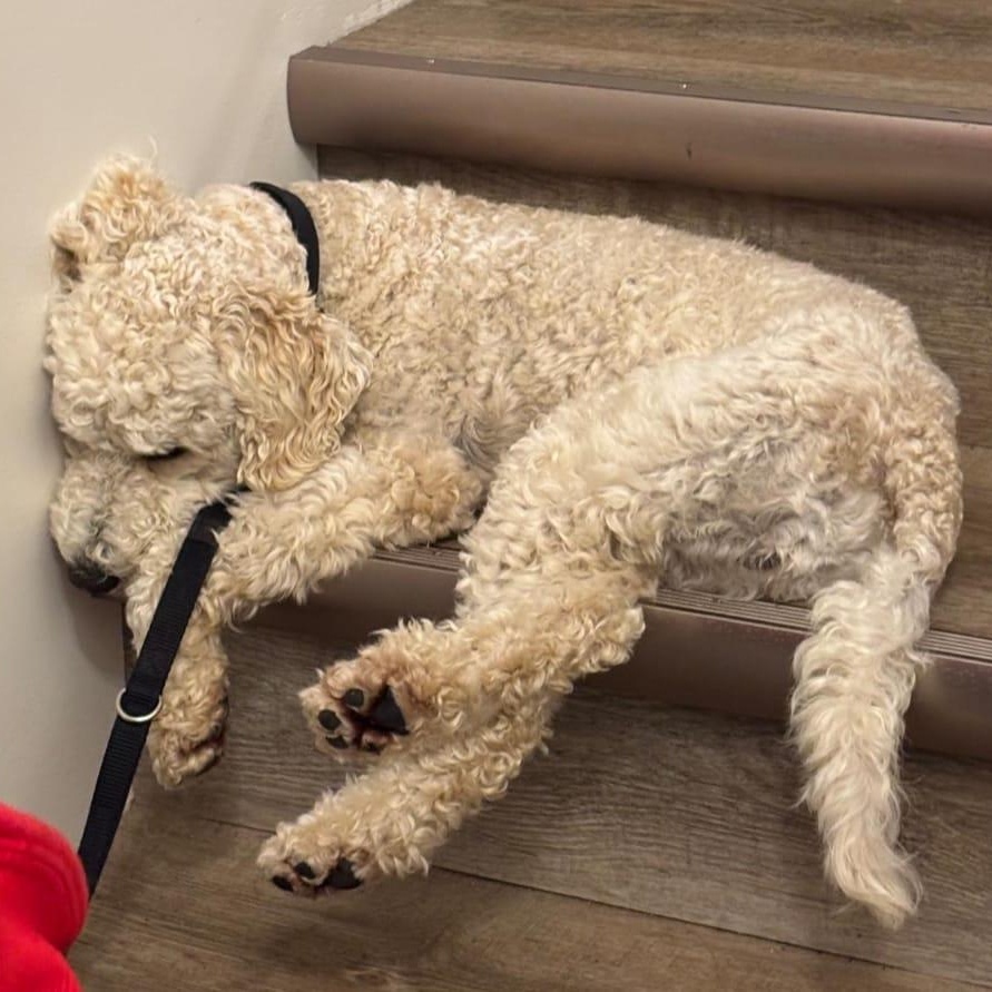 Enlarge Kenny, an adopted Mixed Breed in Morden, MB image 3/5