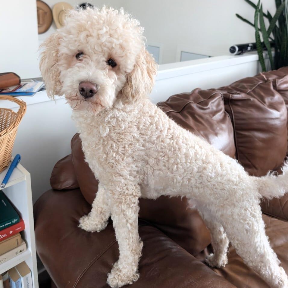 Enlarge Kenny, an adopted Mixed Breed in Morden, MB image 1/5