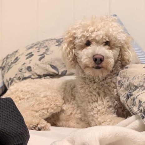 Enlarge Kenny, an adopted Mixed Breed in Morden, MB image 2/5