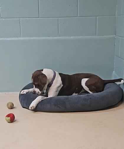 Miso, Adoptable, Young Female Pointer & Mixed Breed.