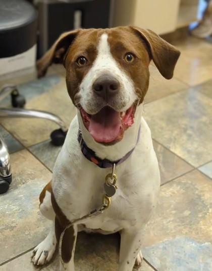 Miso, Adoptable, Young Female Pointer & Mixed Breed.