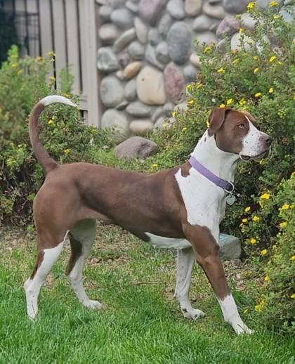 Miso, Adoptable, Young Female Pointer & Mixed Breed.