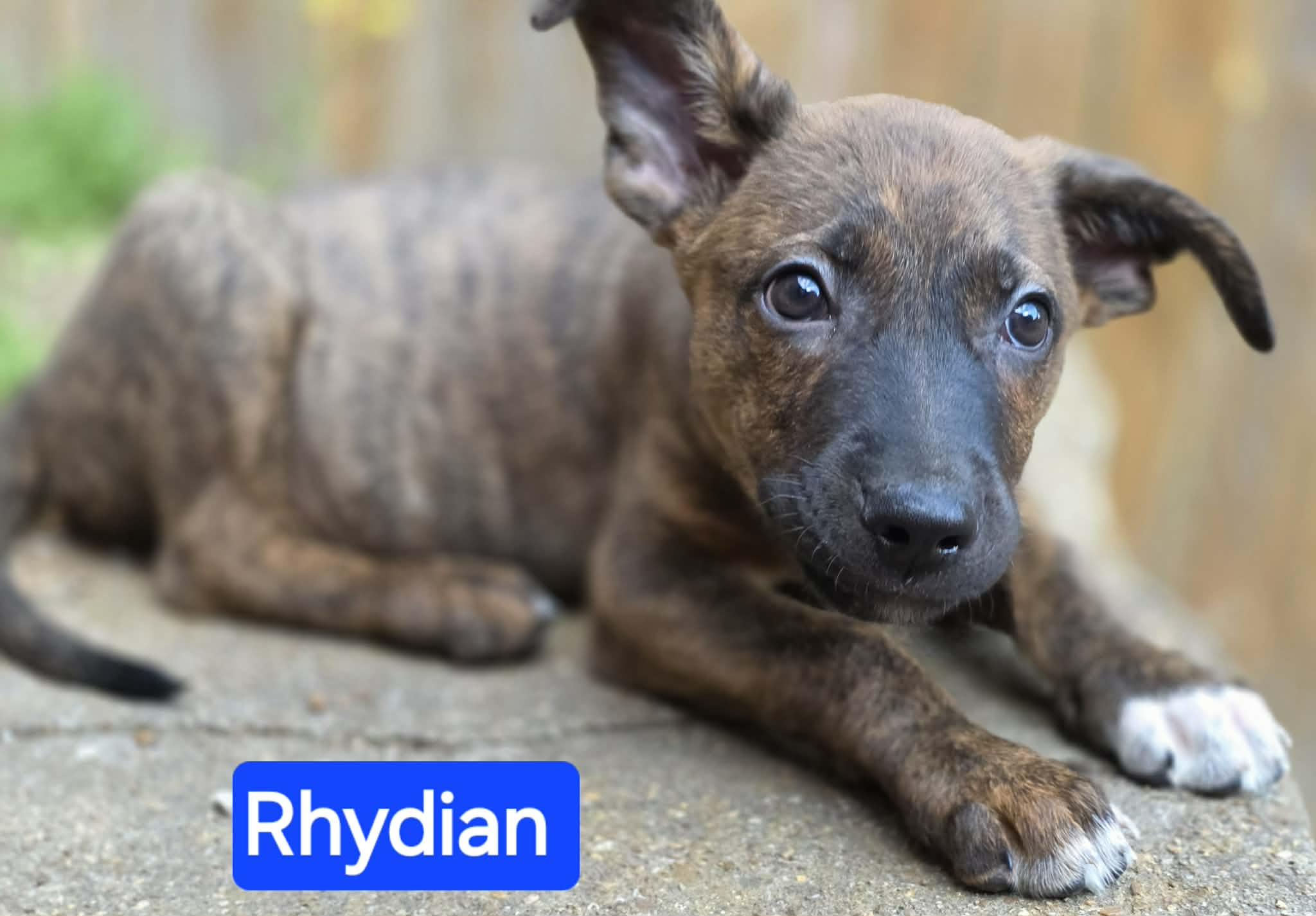 Enlarge Rhydian (PUPPY), an adopted mixed breed in Greeneville, TN image 4/6