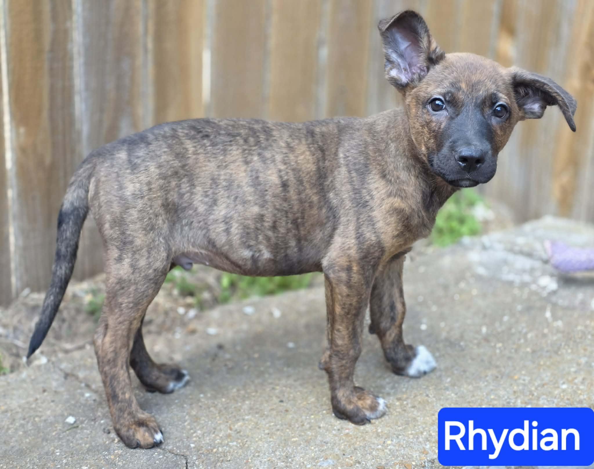 Rhydian (PUPPY), adopted, Puppy Male German Shepherd Dog.