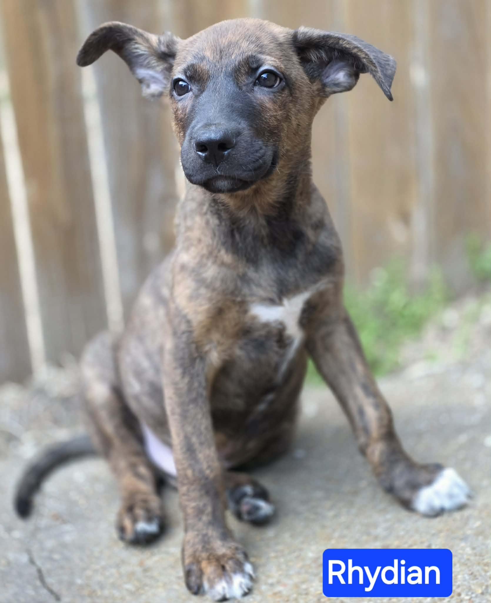 Enlarge Rhydian (PUPPY), an adopted mixed breed in Greeneville, TN image 3/6