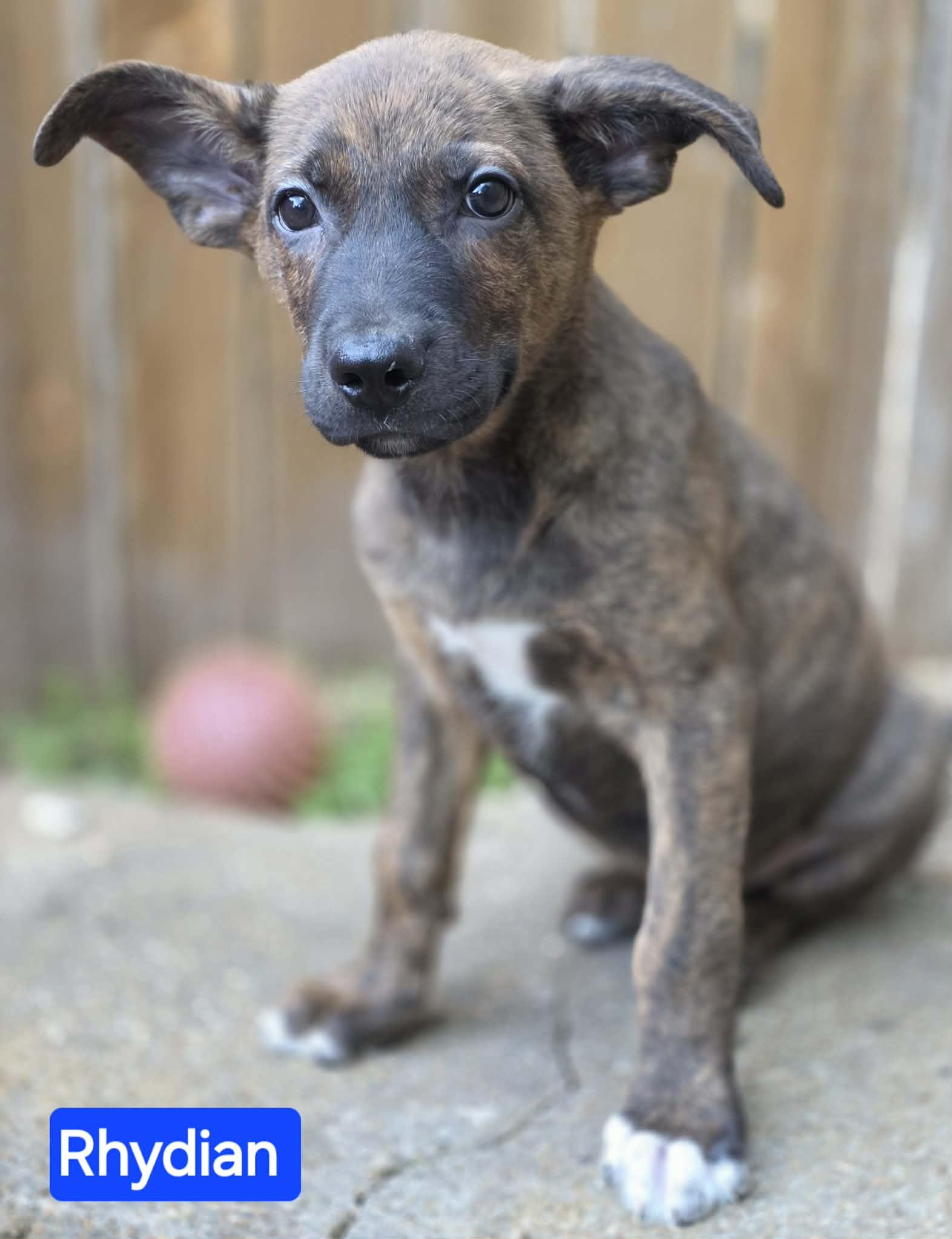 Enlarge Rhydian (PUPPY), an adopted mixed breed in Greeneville, TN image 2/6