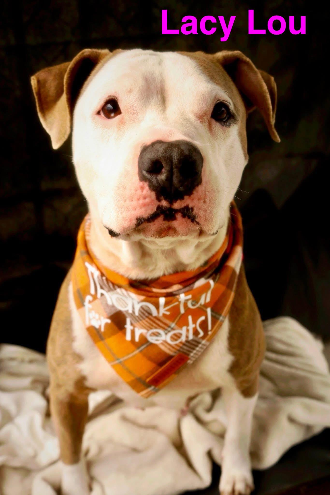 Lacy Lou