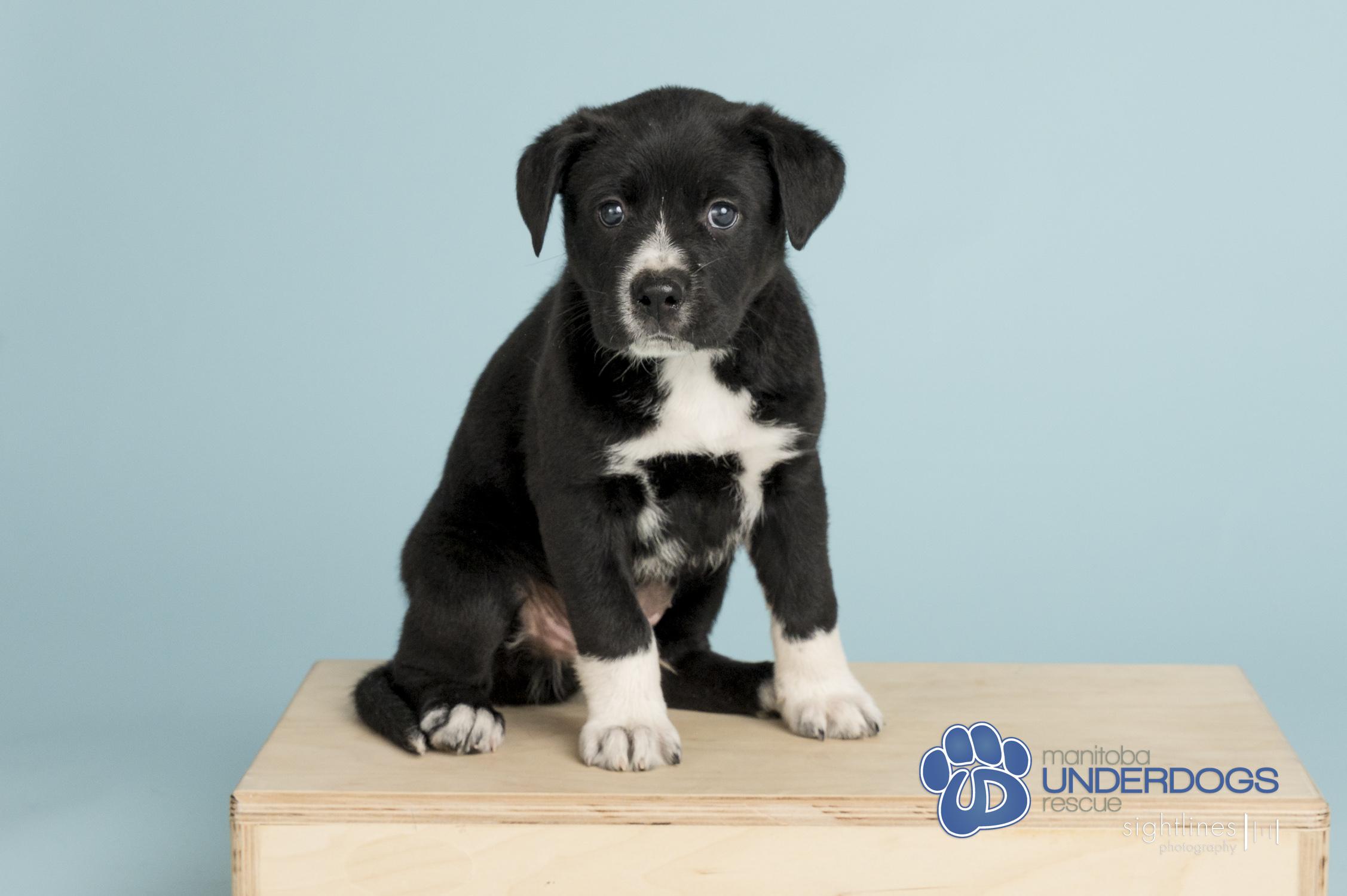 Nexus, Adoptable, Puppy Male American Bulldog & Labrador Retriever.