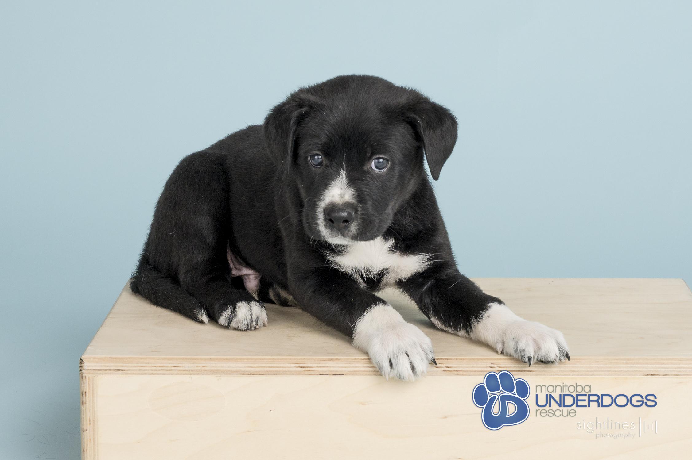 Nexus, a Adoptable mixed breed in Winnipeg, MB image 2/4