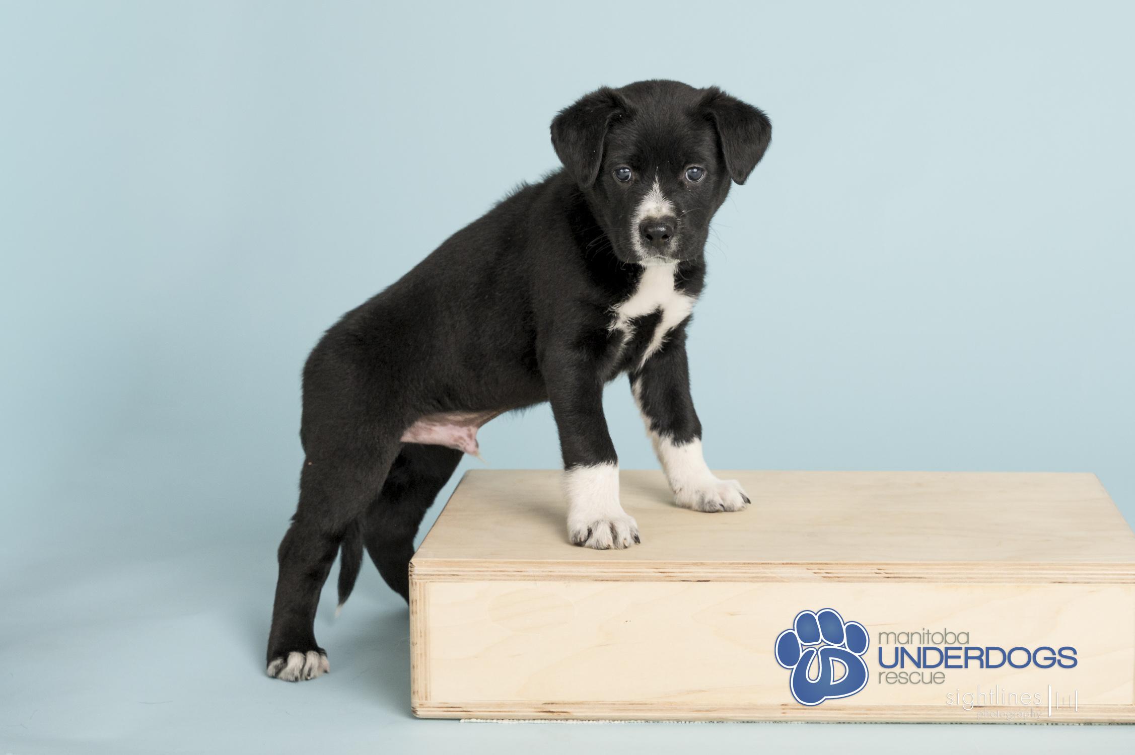 Nexus, a Adoptable mixed breed in Winnipeg, MB image 3/4