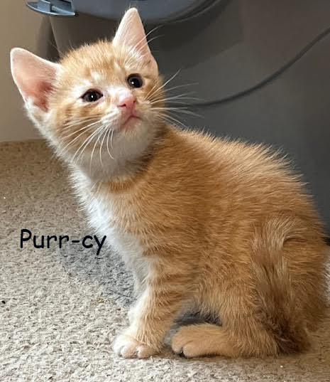 Purrcy