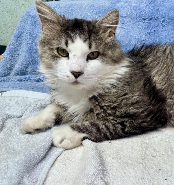 SAGE, a ADOPTABLE mixed breed in Churchville, PA image 5/5