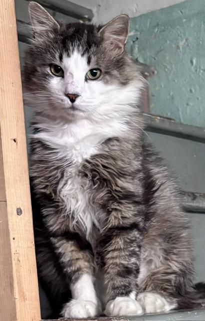 SAGE, a ADOPTABLE mixed breed in Churchville, PA image 1/5