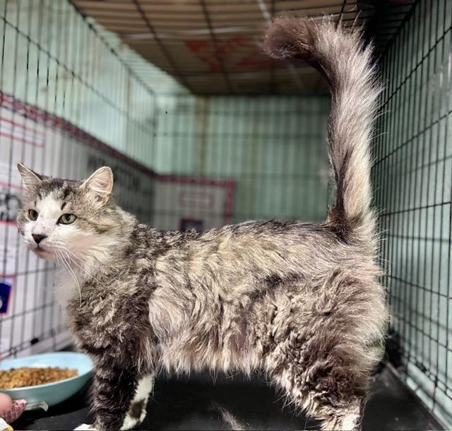 Enlarge SAGE, a ADOPTABLE mixed breed in Churchville, PA image 5/5