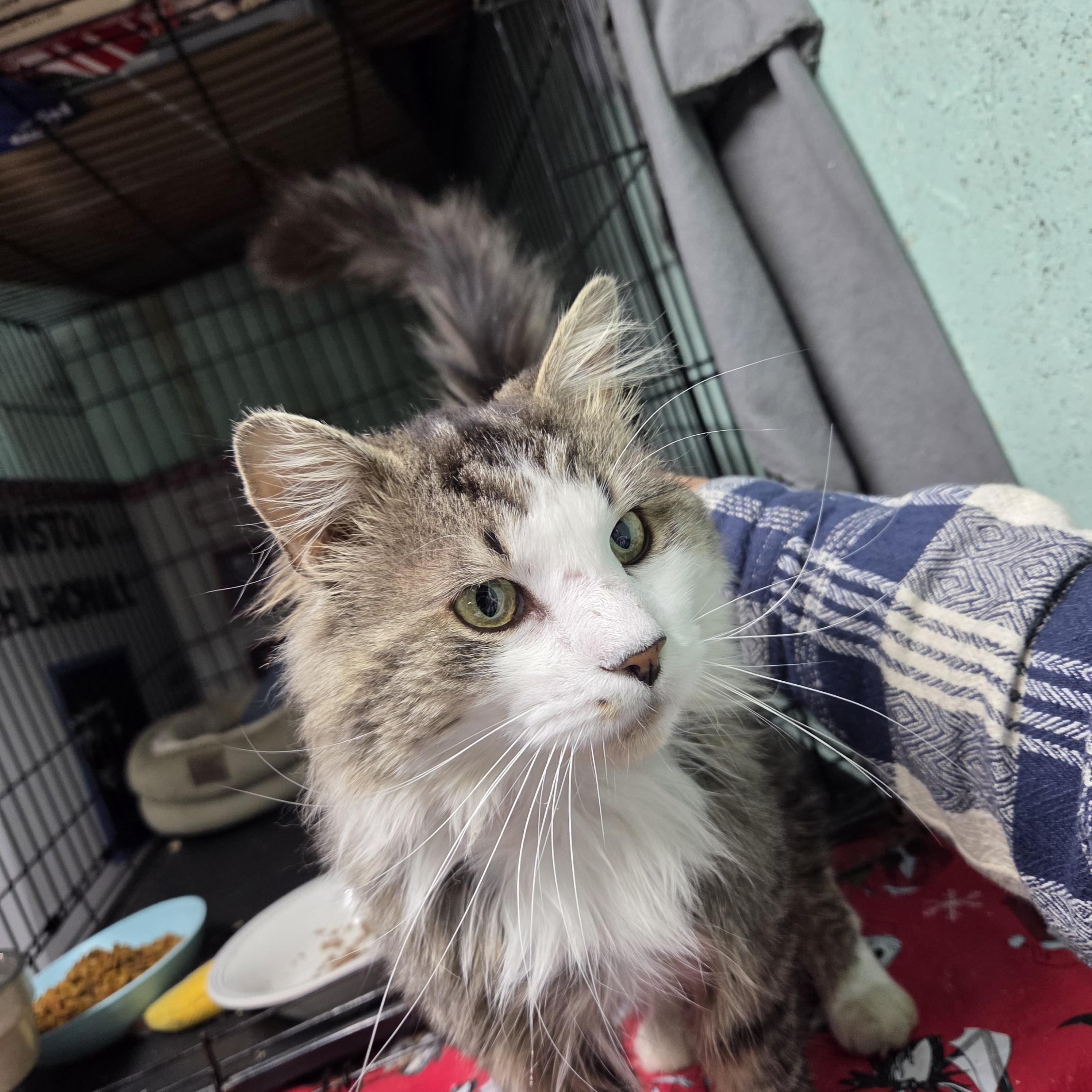 Enlarge SAGE, a ADOPTABLE mixed breed in Churchville, PA image 2/5