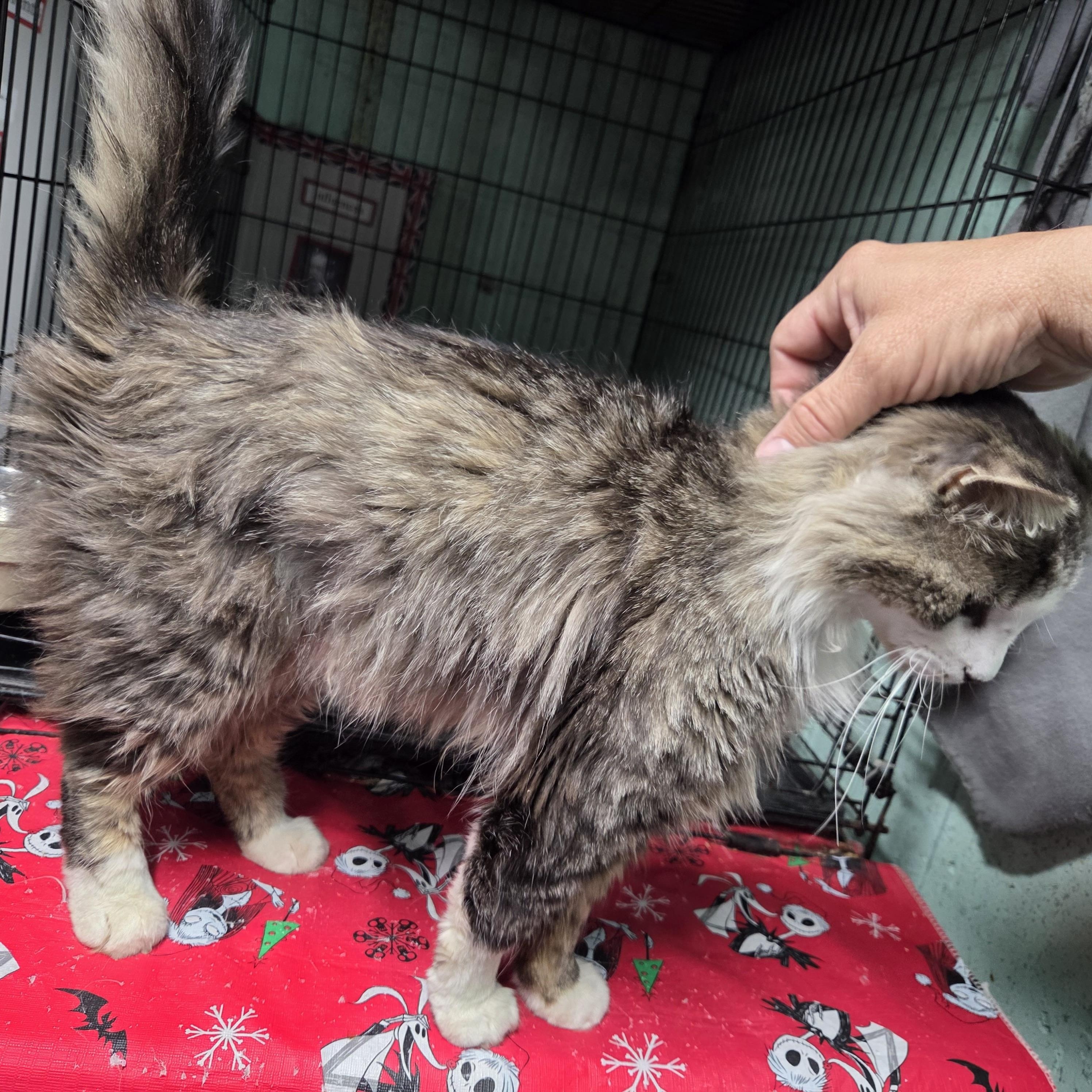 Enlarge SAGE, a ADOPTABLE mixed breed in Churchville, PA image 3/5