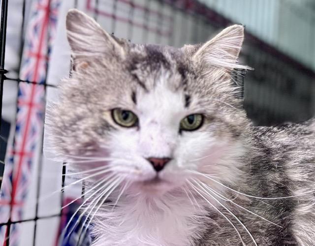 Enlarge SAGE, a ADOPTABLE mixed breed in Churchville, PA image 4/5