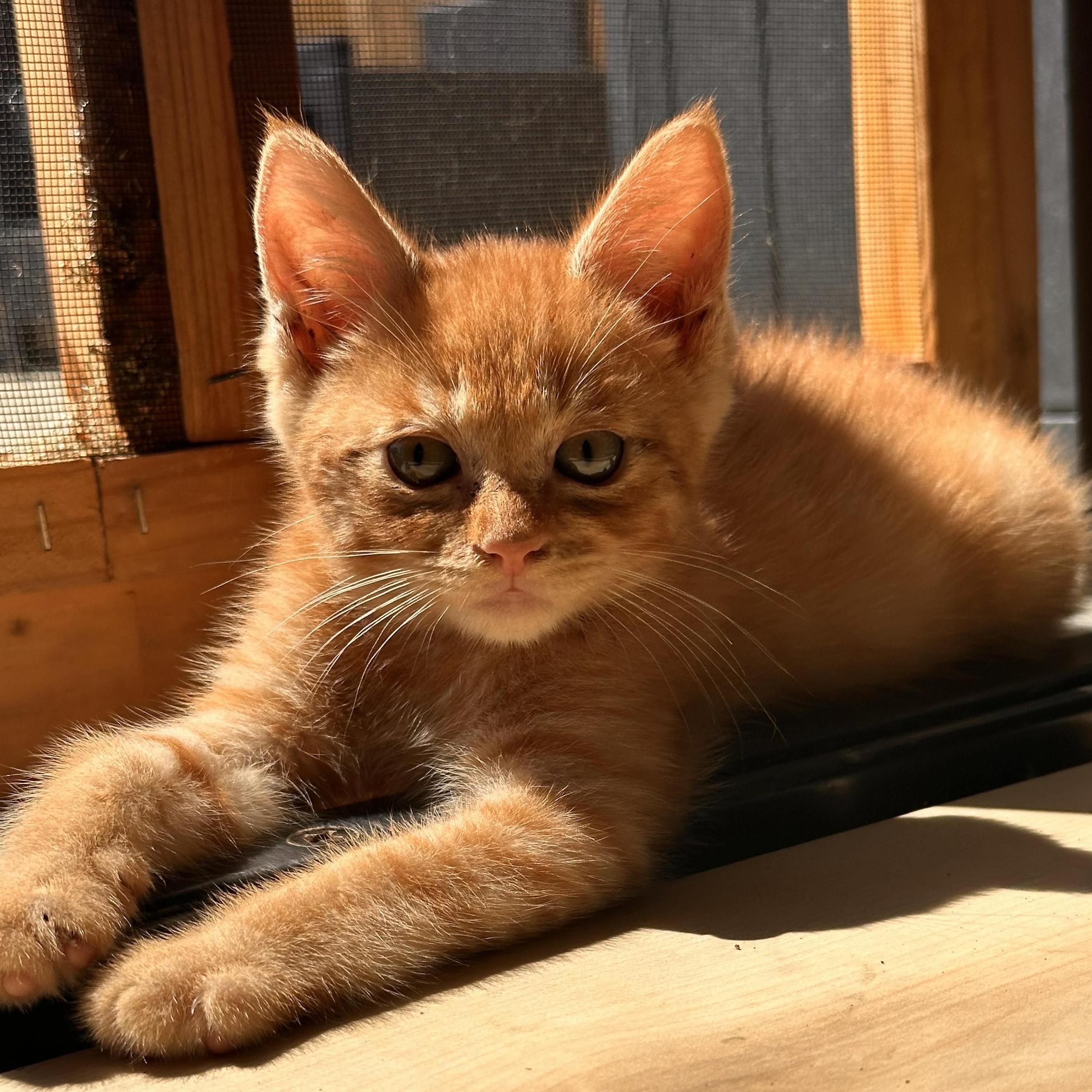 Tyson, ADOPTABLE, Kitten Male Domestic Short Hair.