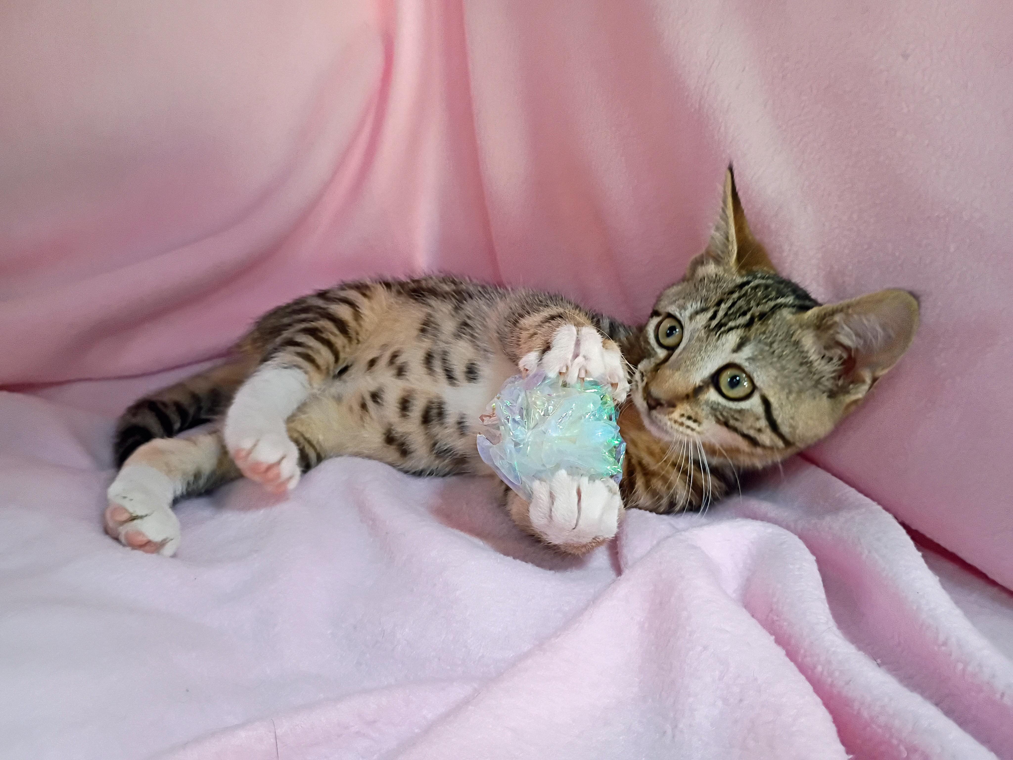 Enlarge Coral, a Adopted Domestic Short Hair in Morgantown, WV image 2/5