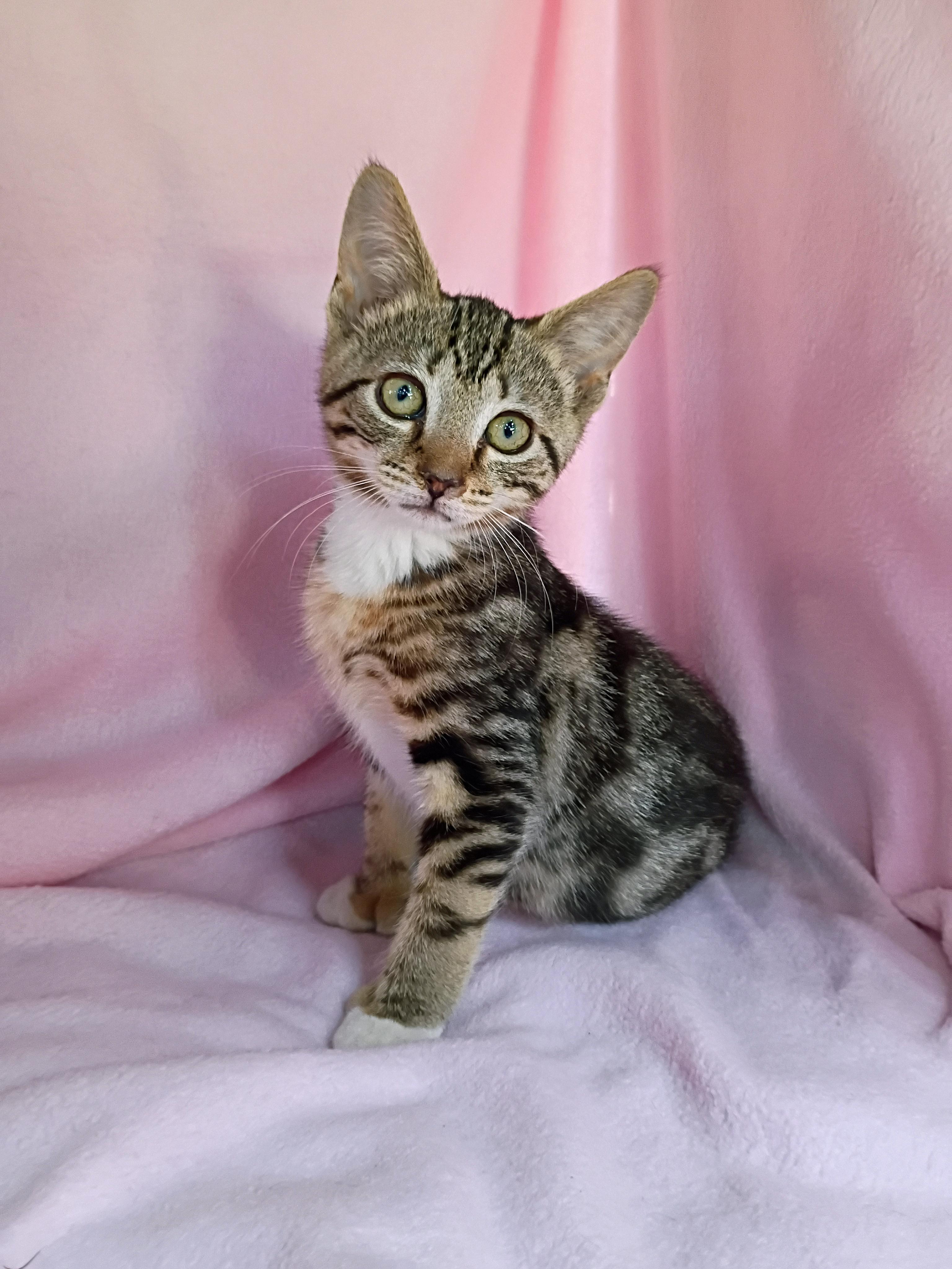 Enlarge Coral, a Adopted Domestic Short Hair in Morgantown, WV image 1/5