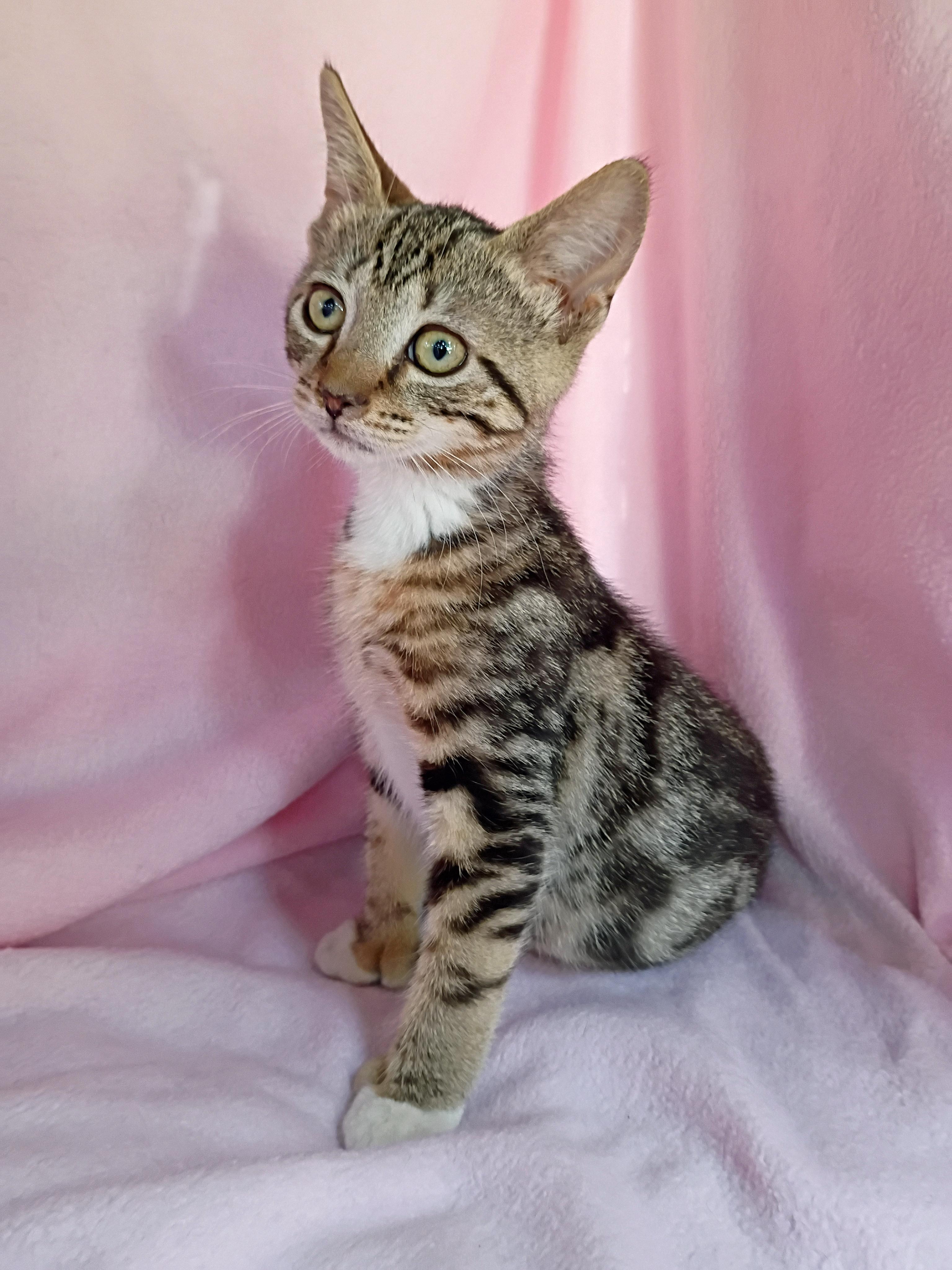 Enlarge Coral, a Adopted Domestic Short Hair in Morgantown, WV image 4/5