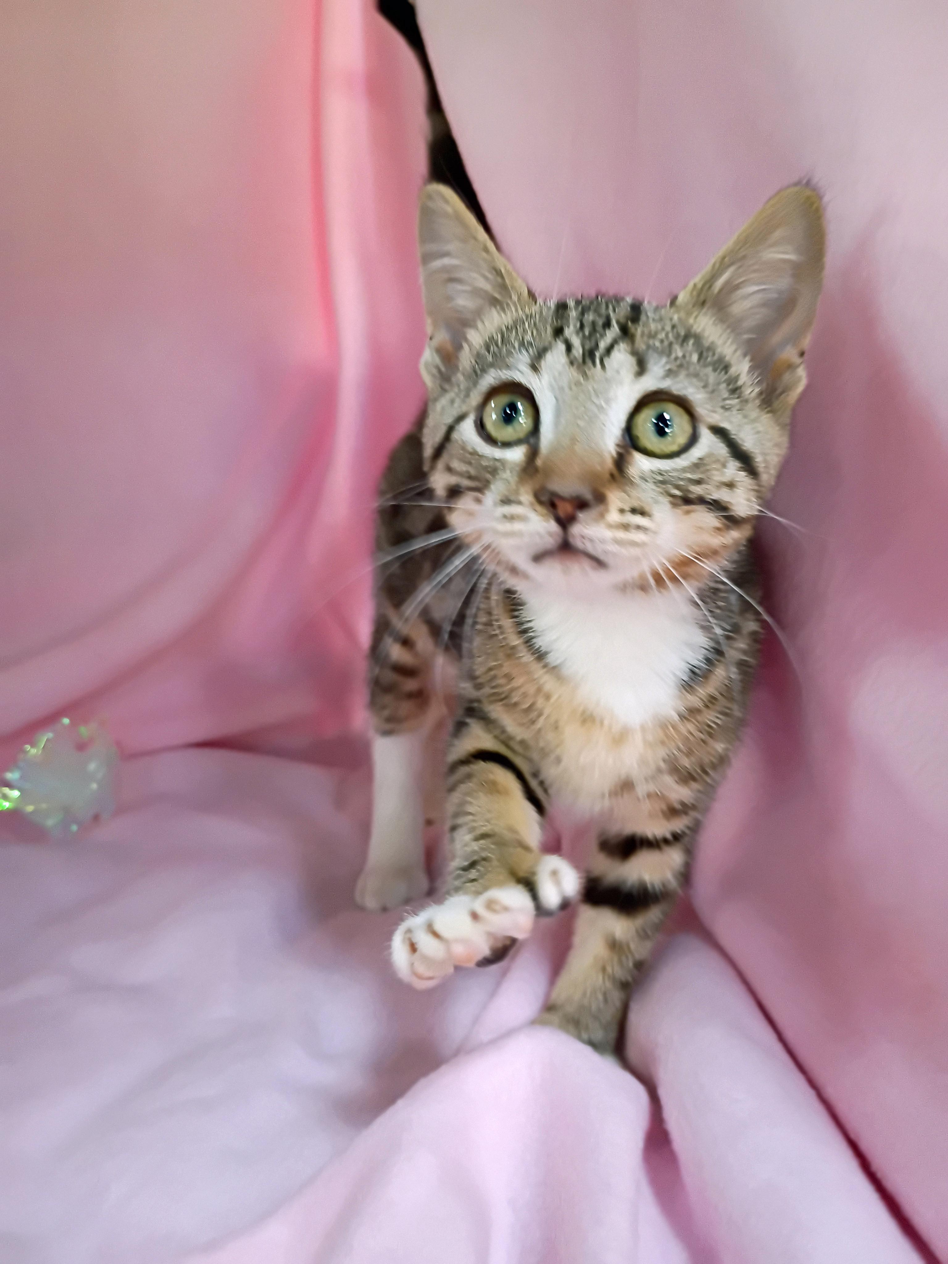 Enlarge Coral, a Adopted Domestic Short Hair in Morgantown, WV image 3/5
