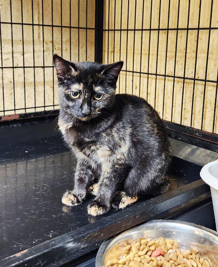 Enlarge Iris, a Adoptable Tortoiseshell in Perth Amboy, NJ image 2/2