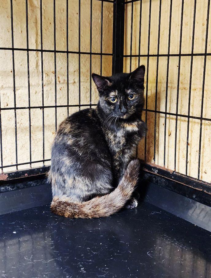 Iris, Adoptable, Young Female Tortoiseshell.