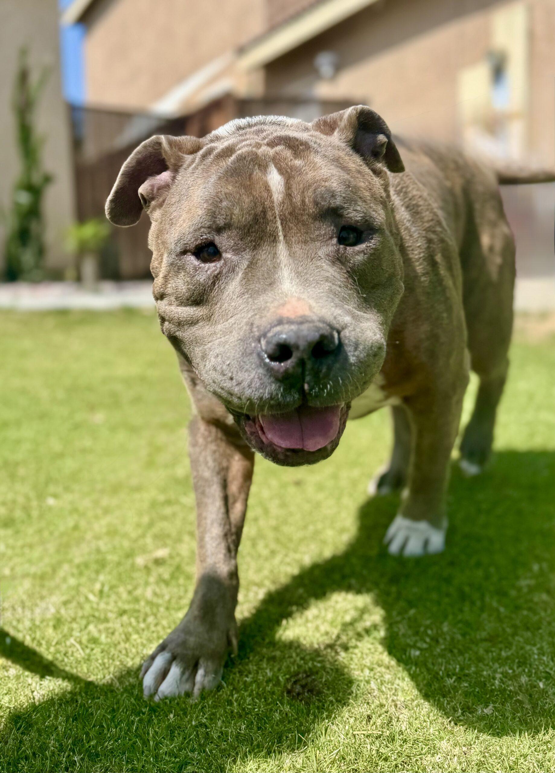 Enlarge Ascher, a Adoptable American Staffordshire Terrier in Coachella, CA image 1/1
