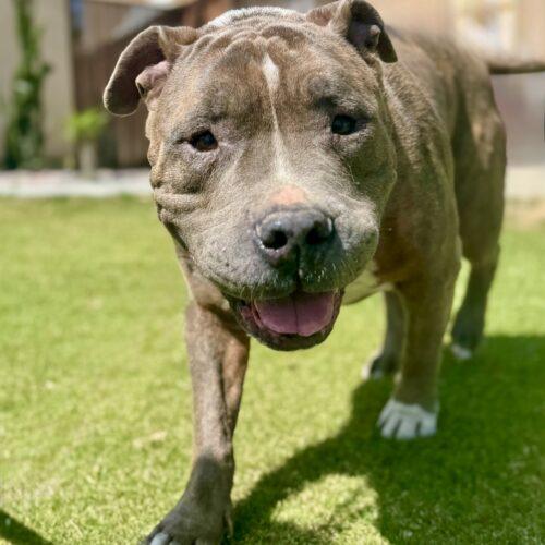 Enlarge Ascher, a Adoptable American Staffordshire Terrier in Coachella, CA image 1/1