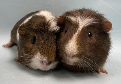 Icing, Adoptable, Adult Male Guinea Pig.