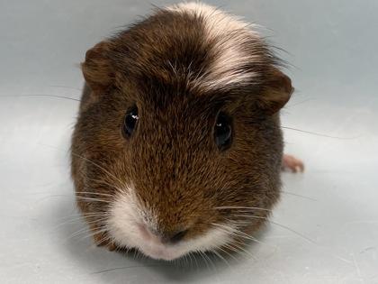 Icing, a Adoptable Guinea Pig in Coon Rapids, MN image 2/2