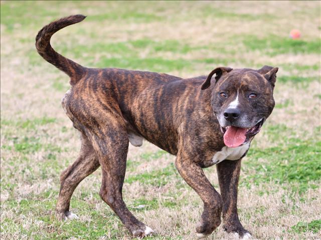 LEO, Adoptable, Adult Male Pit Bull Terrier.
