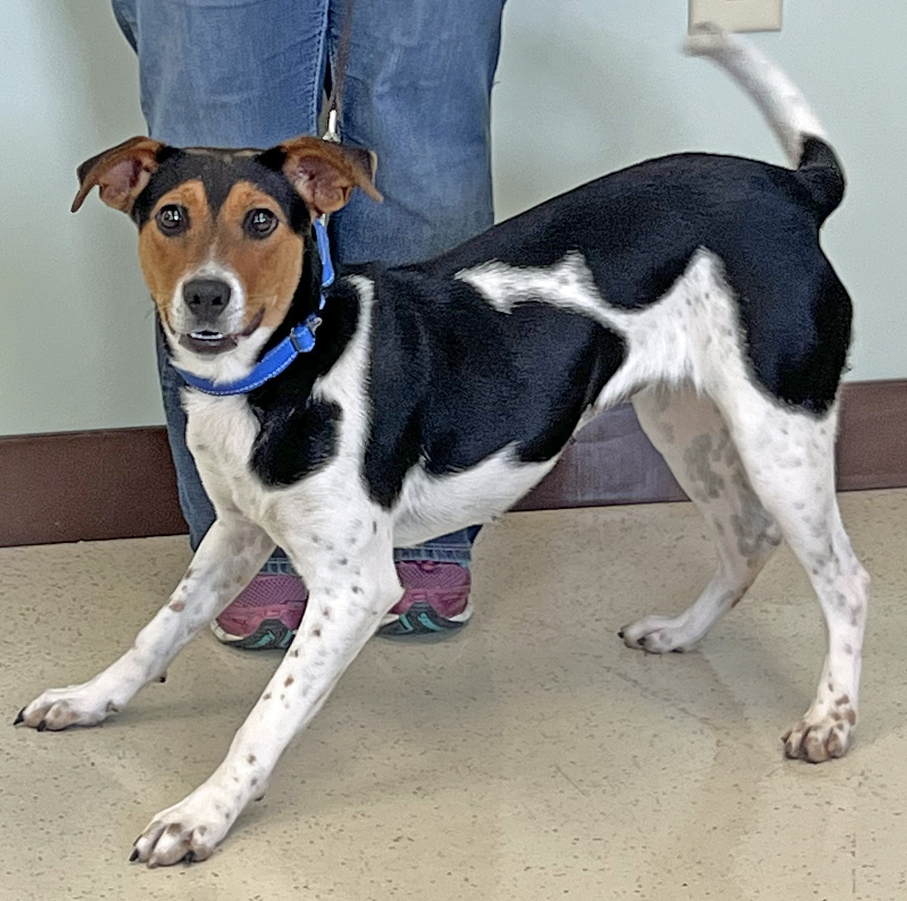 Enlarge Daisy, an adoptable mixed breed in Amery, WI image 2/4