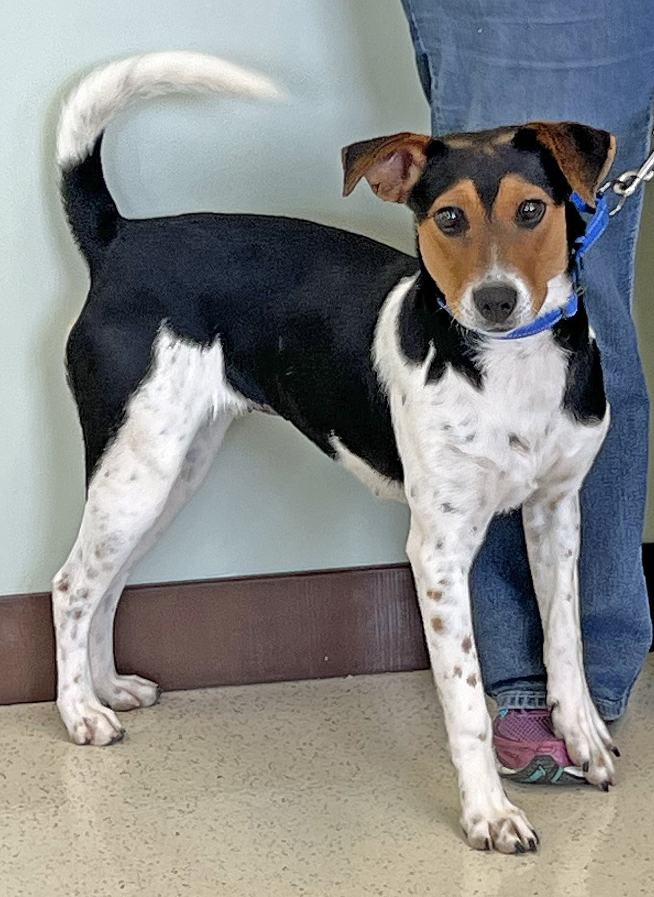 Enlarge Daisy, an adoptable mixed breed in Amery, WI image 3/4