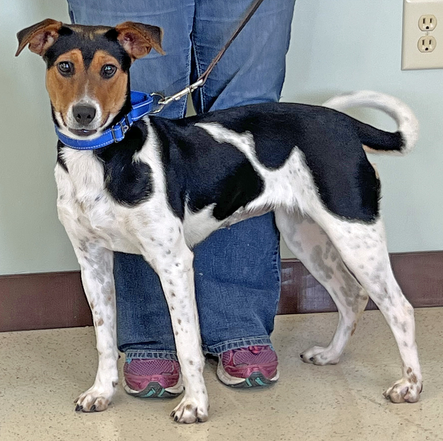 Enlarge Daisy, an adoptable mixed breed in Amery, WI image 4/4