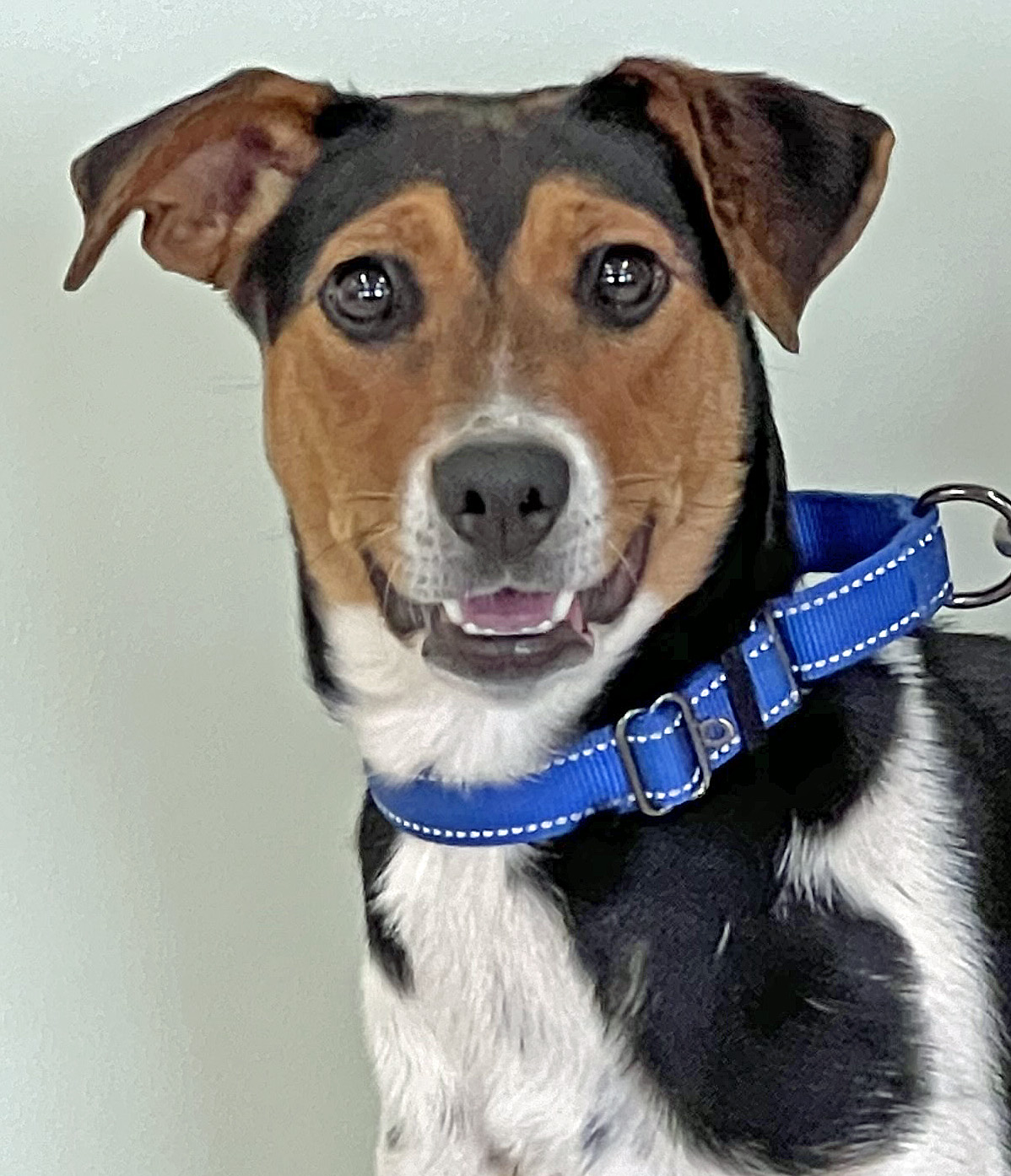 Daisy, adoptable, Adult Female Mixed Breed.