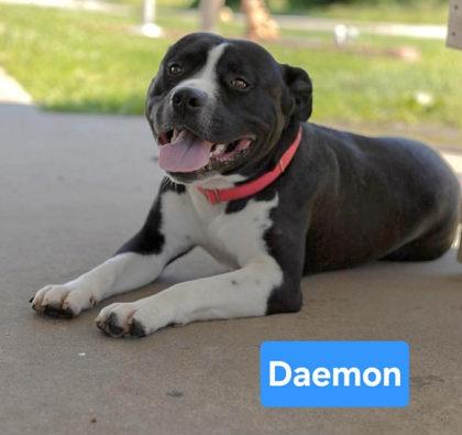 Enlarge Marty McFly McClain, a Adopted mixed breed in Clinton, MO image 1/2