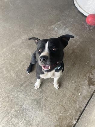 Enlarge Marty McFly McClain, a Adopted mixed breed in Clinton, MO image 2/2