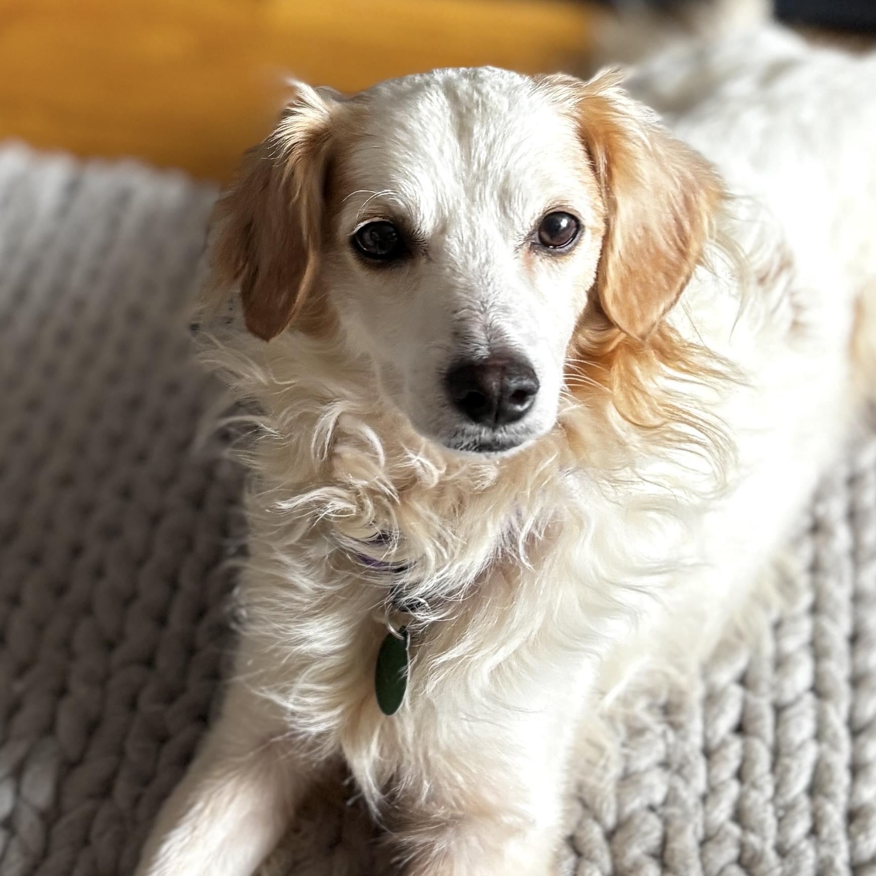 Poncho, ADOPTABLE, Adult Male Australian Shepherd.