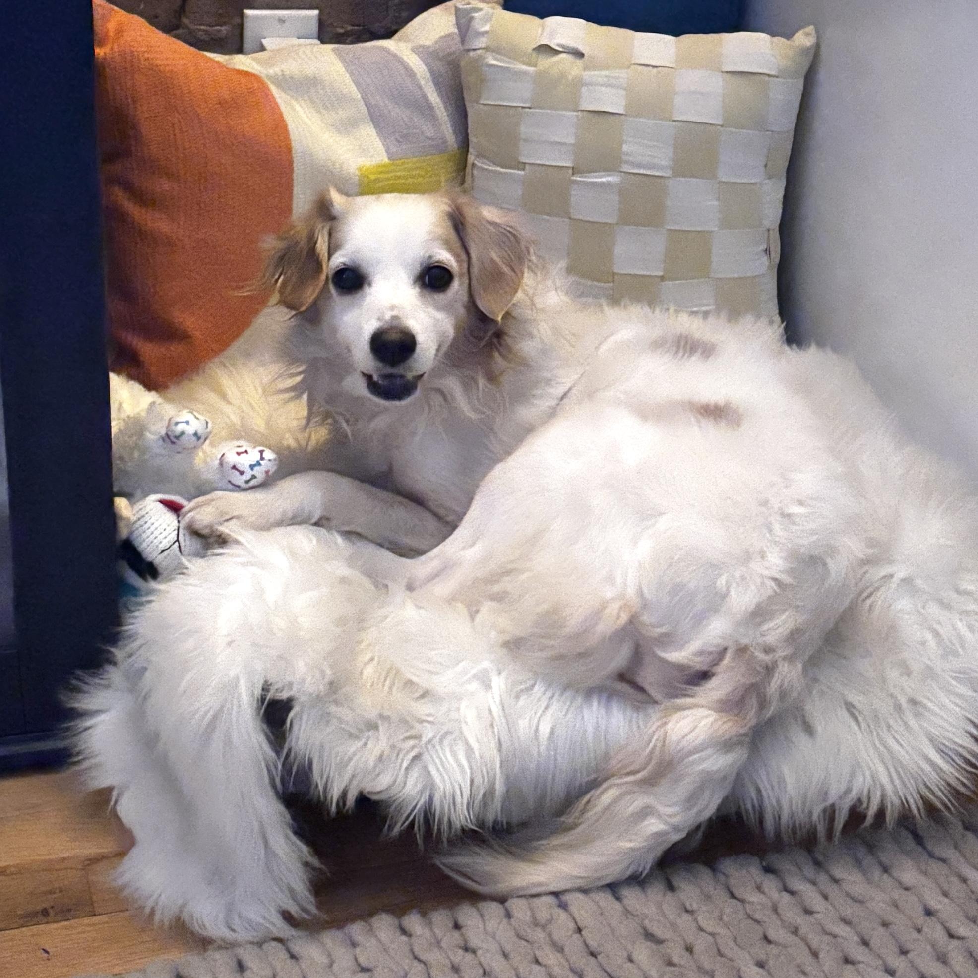 Poncho, a ADOPTABLE mixed breed in Brooklyn, NY image 6/6