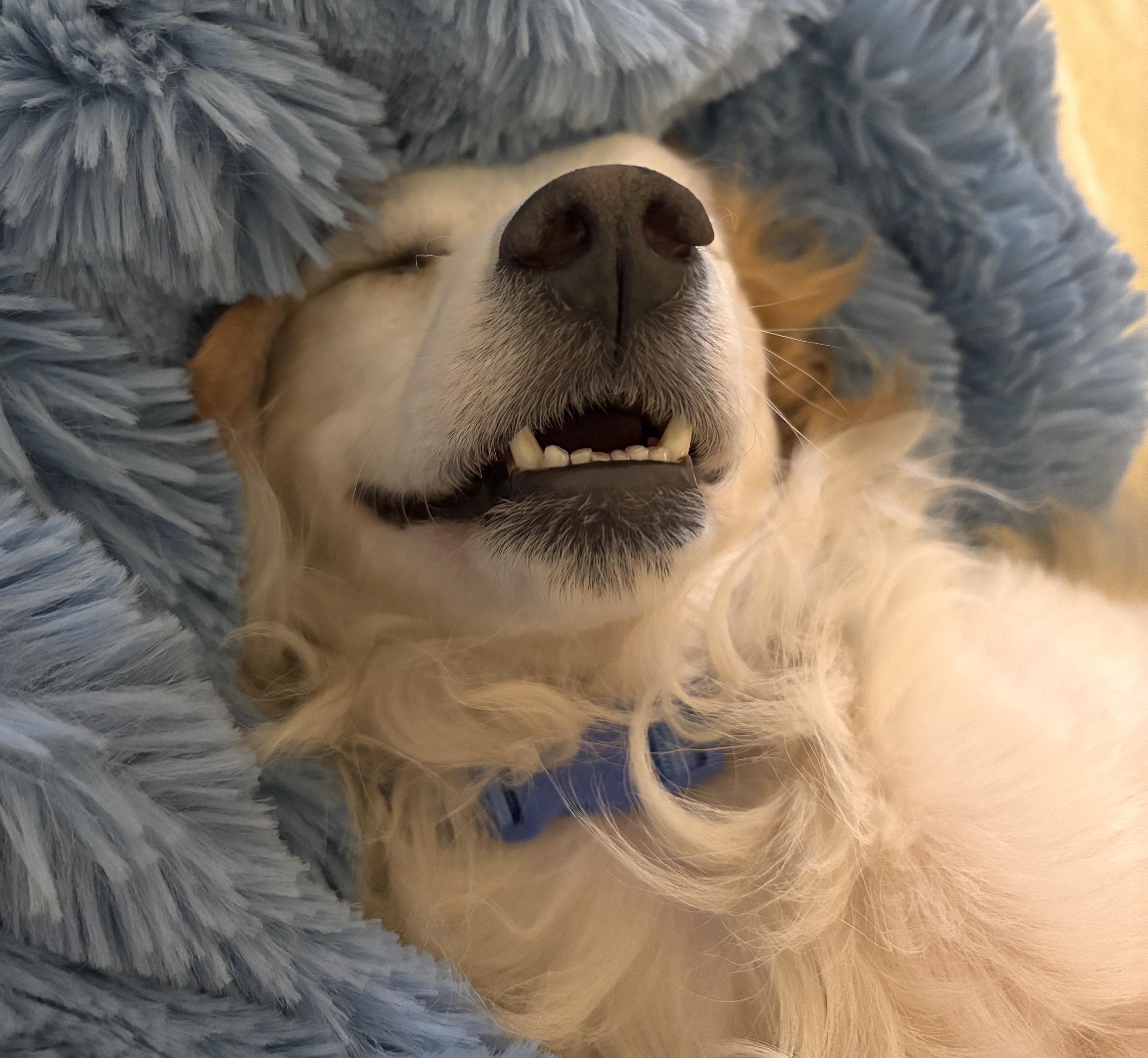 Poncho, a ADOPTABLE mixed breed in Brooklyn, NY image 2/6