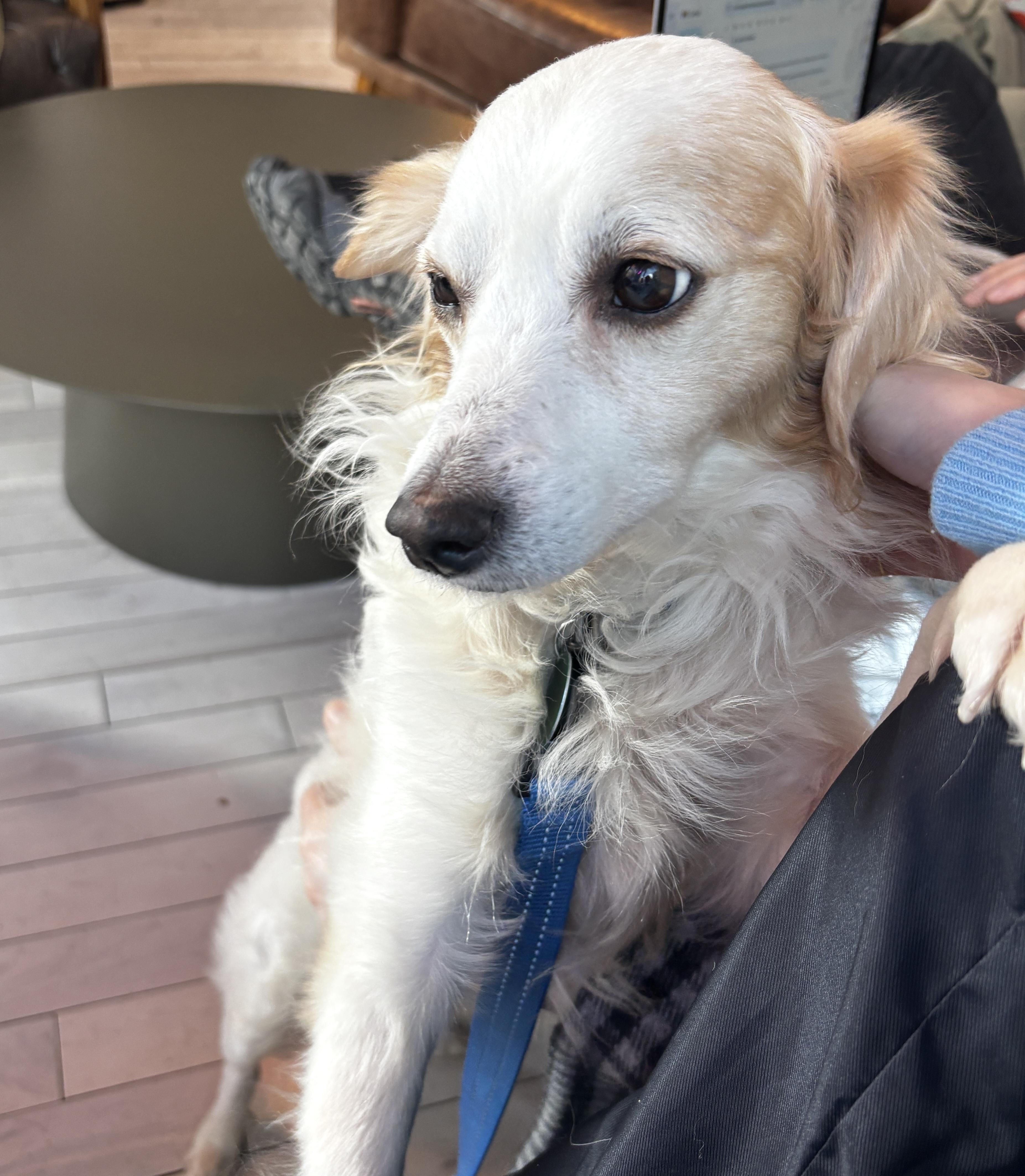 Poncho, a ADOPTABLE mixed breed in Brooklyn, NY image 3/6