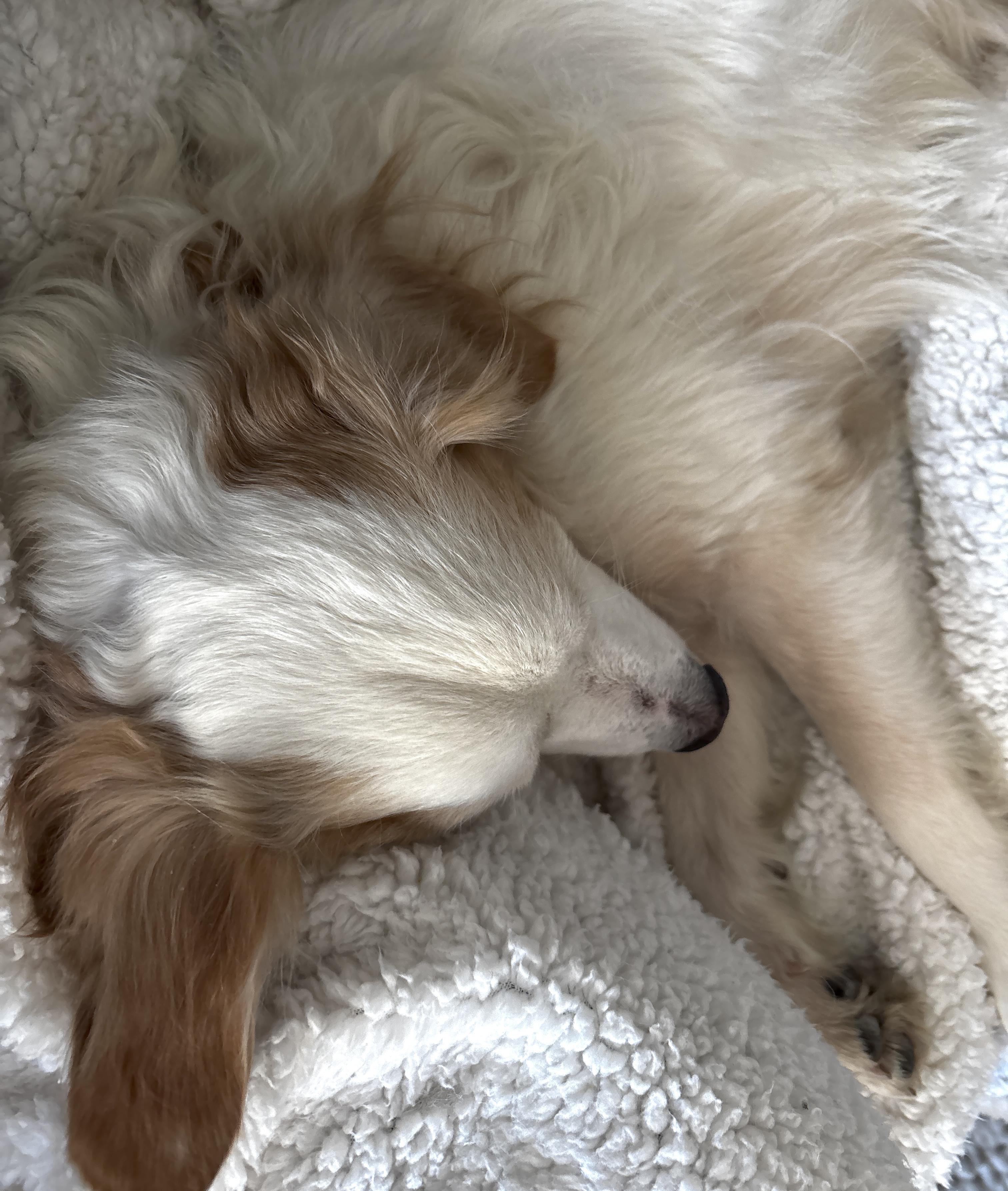 Poncho, a ADOPTABLE mixed breed in Brooklyn, NY image 5/6