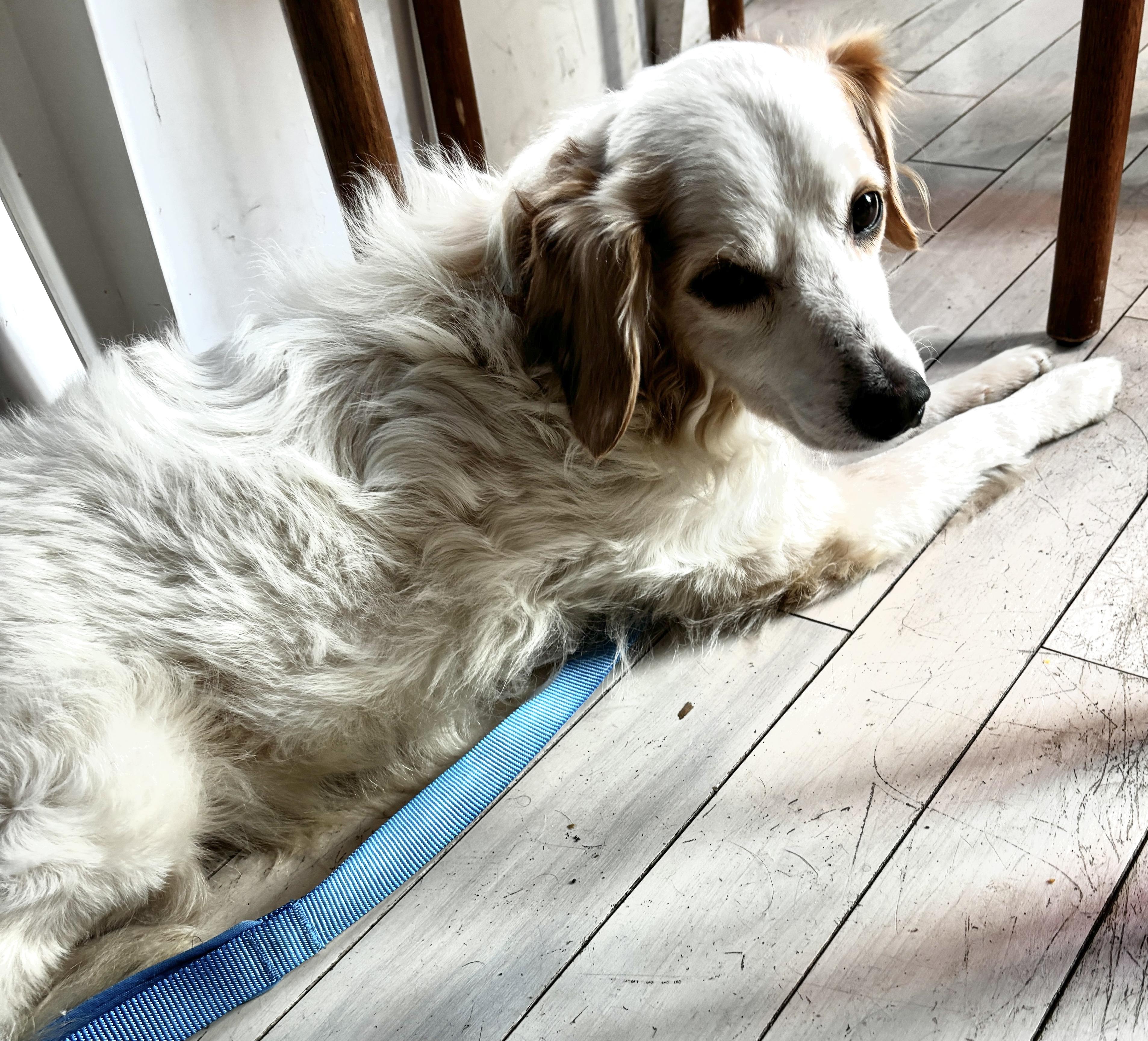 Poncho, a ADOPTABLE mixed breed in Brooklyn, NY image 4/6