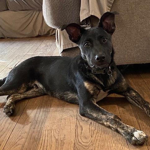 Enlarge Oliver, an adoptable mixed breed in Irmo, SC image 2/3