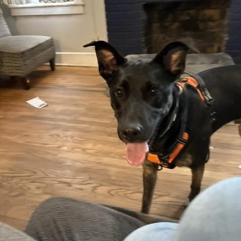 Enlarge Oliver, an adoptable mixed breed in Irmo, SC image 1/3